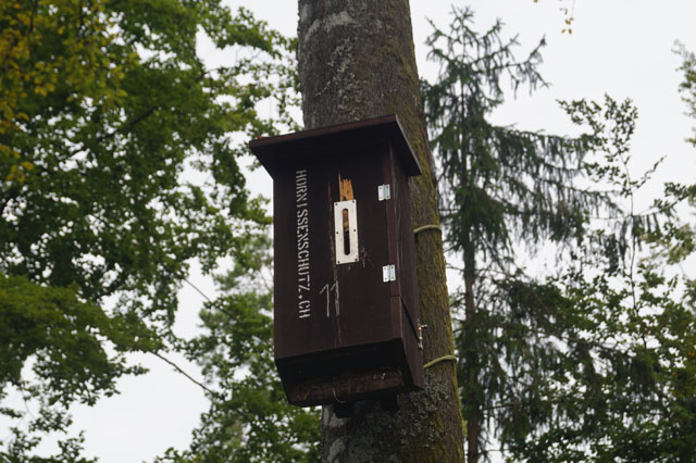 Hornissennest in Hornissenkasten 11