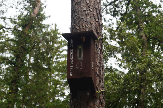 Hornissennest in Hornissenkasten 43