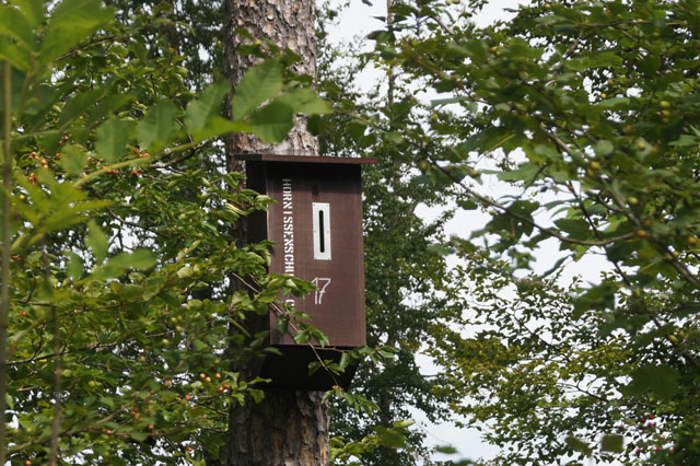 Hornissennest in Hornissenkasten 17