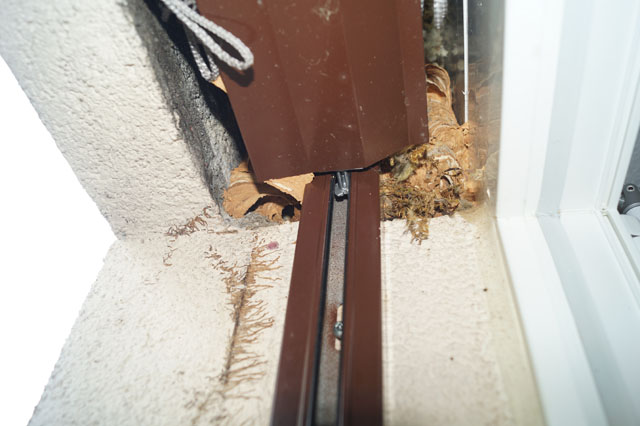 Hornissennest in Storennische