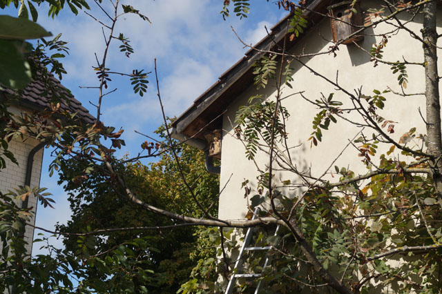 Hornissennest in Vogelnistkasten