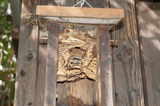 Hornissennest in Vogelnistkasten