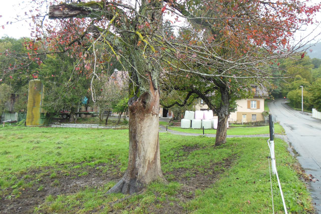 Hornissennest in Obstbaumstamm