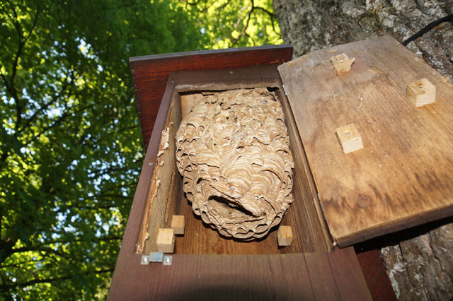 Hornissennest in Hornissenkasten 16
