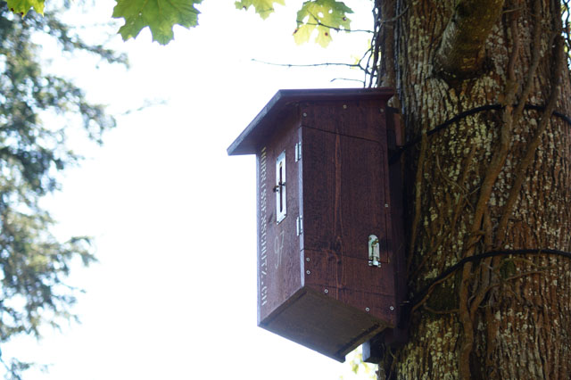 Hornissennest in Hornissenkasten 97