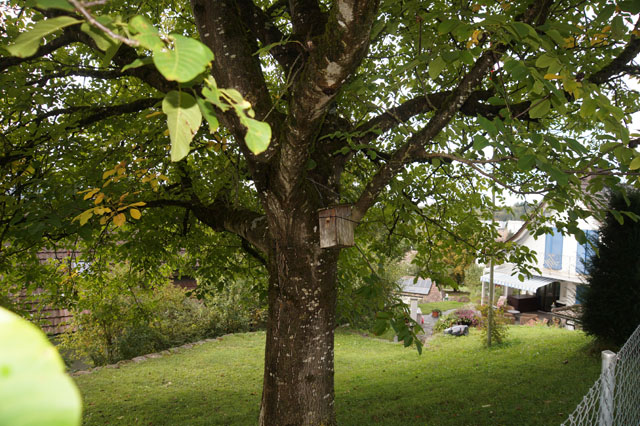 Hornissennest in Vogelnistkasten