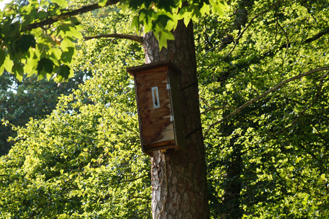 Hornissennest in Hornissennistkiste