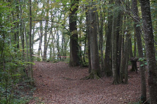 Hornissennest in Kirschbaumhhle