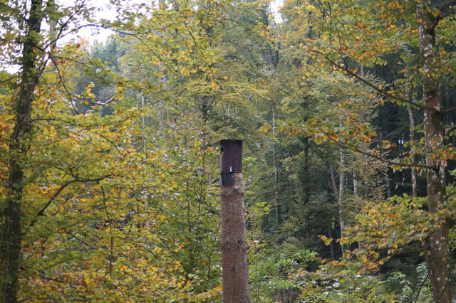 Hornissennest in Kauzennistkasten