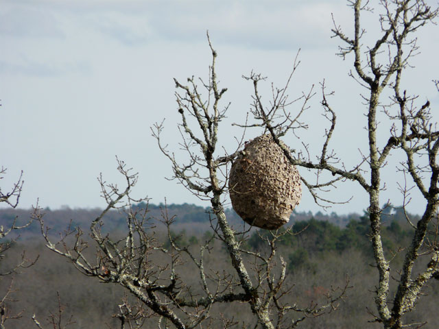 Nest der Asiatischen Hornisse Mayac, Dordogne, Frankreich