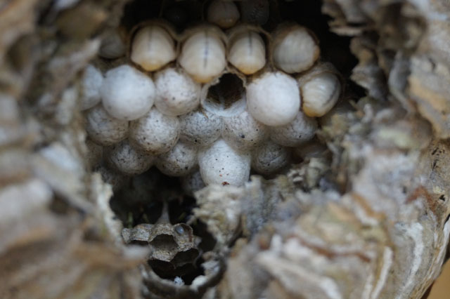 Blick ins Nestinnere
