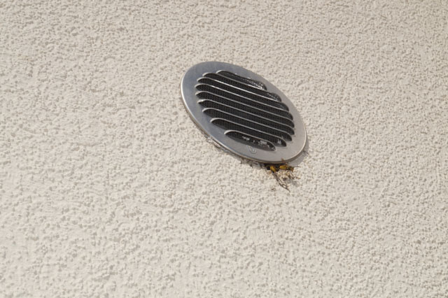 Nest der Deutschen Wespe in Aussenisolation