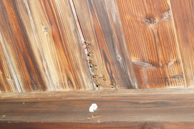 Nest der Schsischen Wespe in Ziegelunterlftung