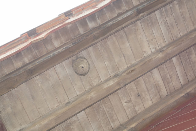 Nest der Mittleren Wespe an Dachuntersicht
