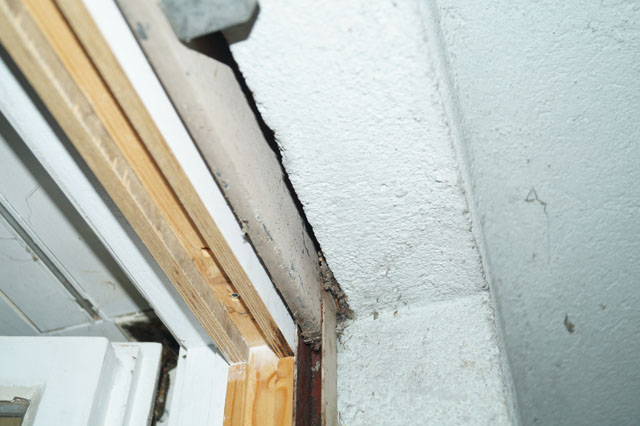 Nest der Gemeinen Wespe in Rollladenkasten
