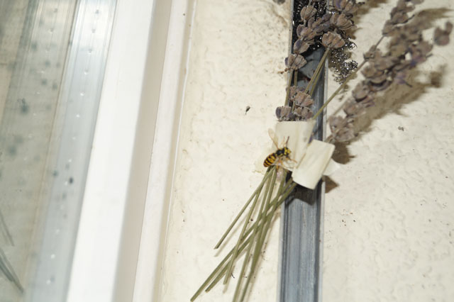 Nest der Deutschen Wespe in Rollladenkasten
