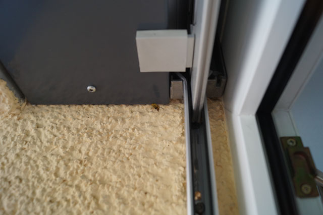 Deutsche Wespe in Faltrollladennische