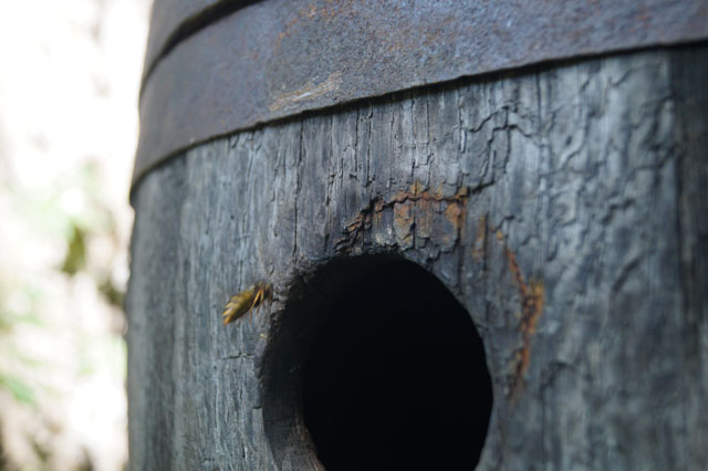 Schsische Wespen in altem Weinfass