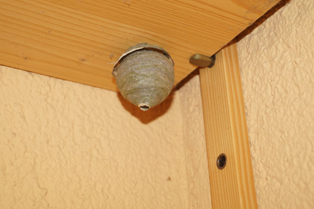 Sächsische Wespe an Regaltablar auf Balkon