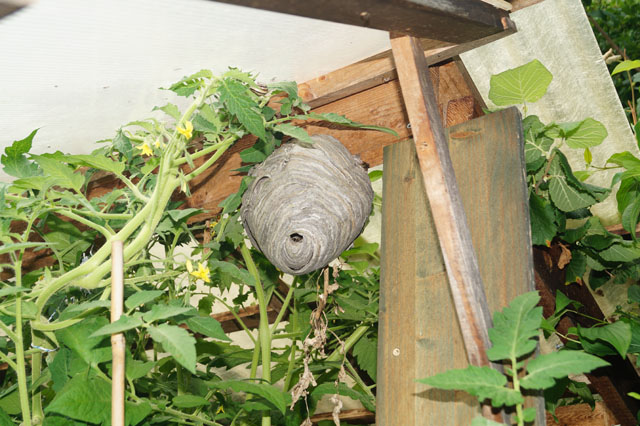 Mittlere Wespe an Tomatenhuschen