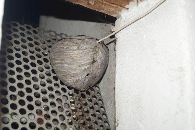 Schsische Wespe in Kellerfensterffnung