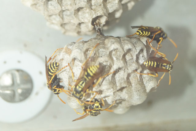 Haus-Feldwespe an Rollladen