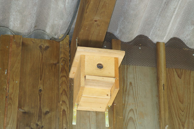 Schsische Wespen in Vogelnistkasten