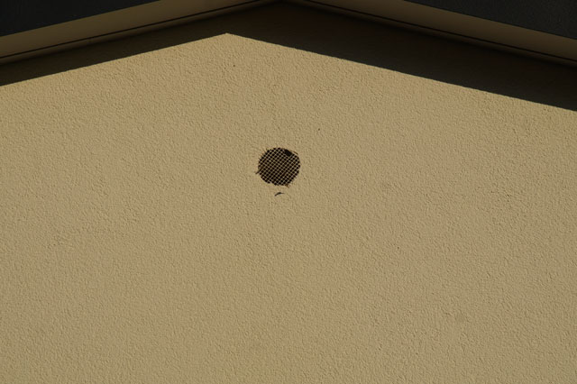  Deutsche Wespen in Estrich