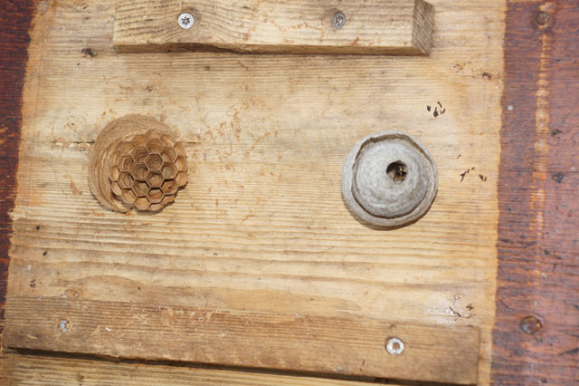 Schsische Wespe in Hornissenkasten 31