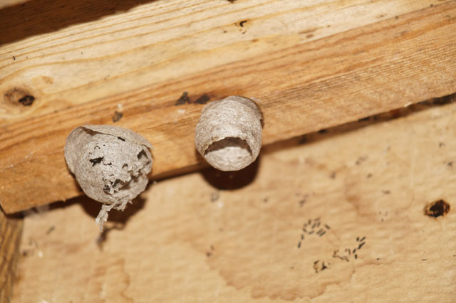 Schsische Wespe in Hornissenkasten 32