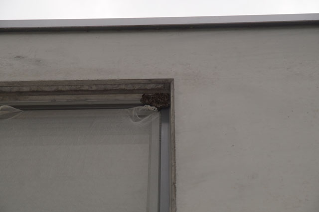 Haus-Feldwespe an Fensterleibung