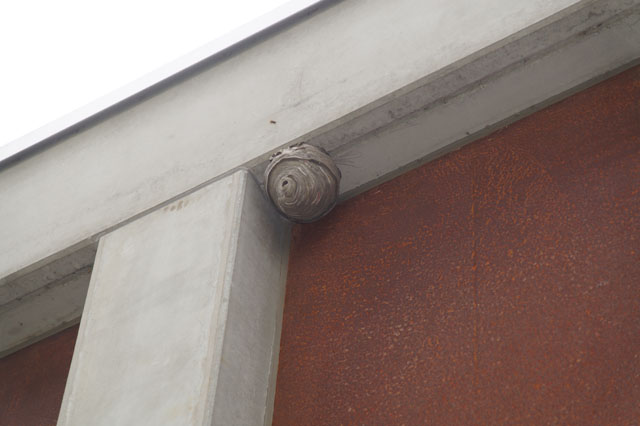 Mittlere Wespe an Fensterleibung