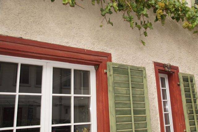 Haus-Feldwespe an Fenstersturz