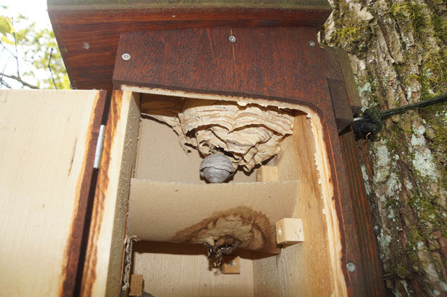 Schsische Wespe in Hornissenkasten 98