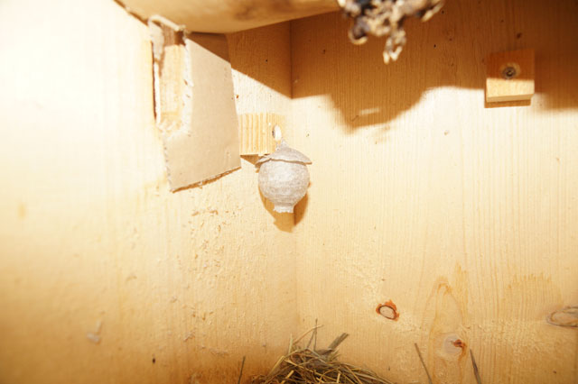 Schsische Wespe in Hornissenkasten 
