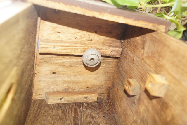 Schsische Wespe in Hornissenkasten 7