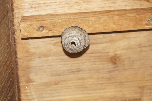 Schsiche Wespe in Hornissenkasten 16