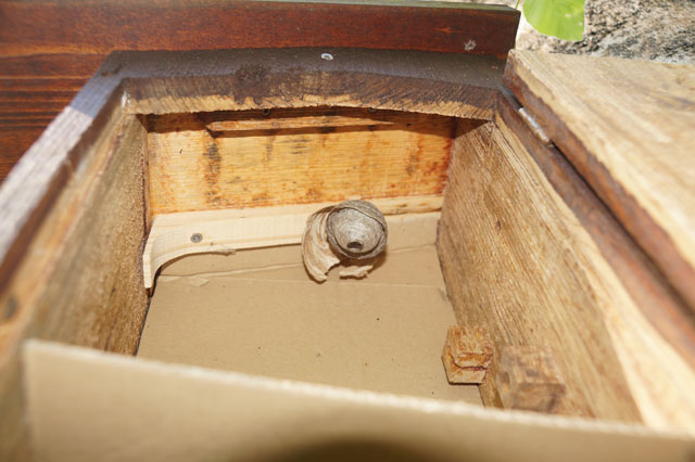 Sächsische Wespe in Hornissenkasten 14