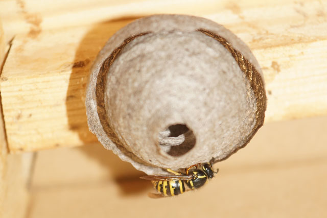 Schsische Wespe in Hornissenkasten 74