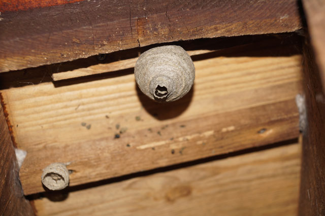 Schsische Wespe in Hornissenkasten 25