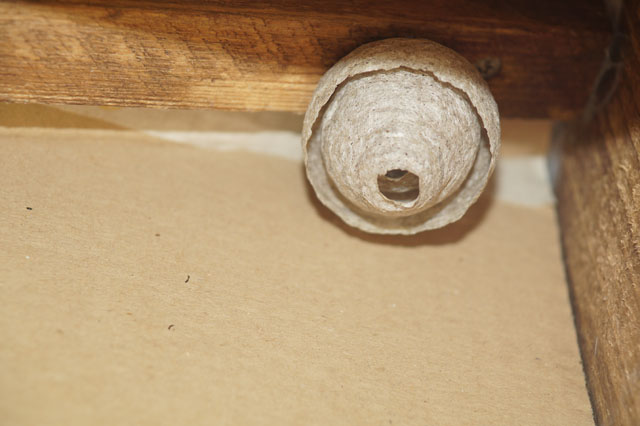 Schsische Wespe 1n Hornissenkasten 39
