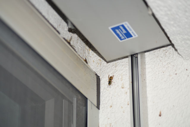 Deutsche Wespe 1n Storennische