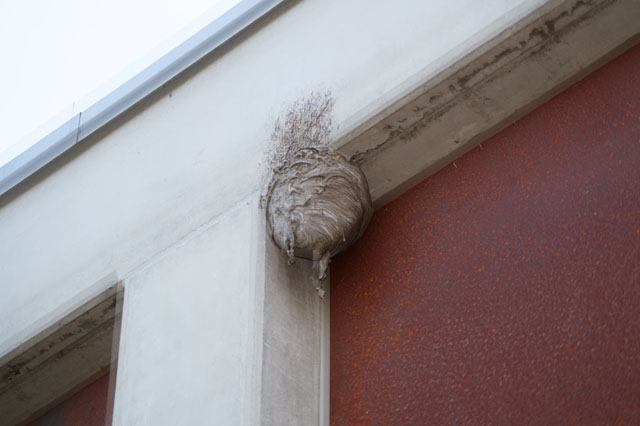 Mittlere Wespe an Fenstersturz