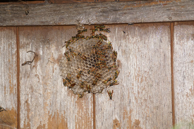 Mittlere Wespe in Deckenhohlraum
