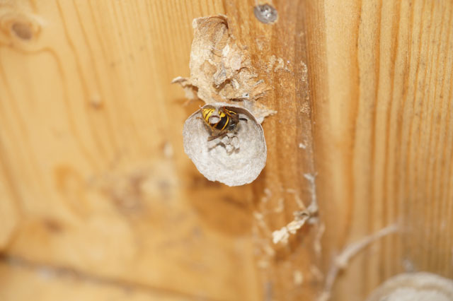 Schsische Wespe in Hornissenkasten 22