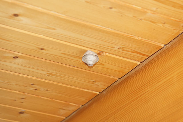 Schsischewespe an Schlafzimmerdecke