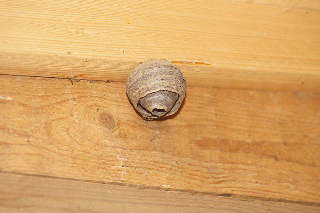 Schsischewespe im Bienenwagen
