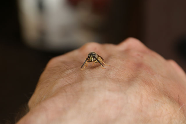 Drohn der Schsischen Wespe auf Hand