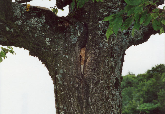 hornissennest in Baumhhle auf Golfplatz