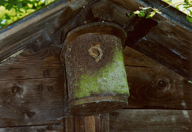 Hornissennest in Vogelnistkasten